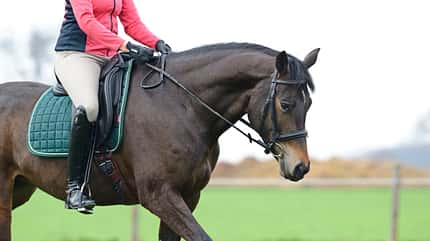 CAVALLO Themenschwerpunkt Ausbildungsskala Themenschwerpunkt Ausbildungsskala
