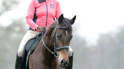 CAVALLO Themenschwerpunkt Ausbildungsskala Themenschwerpunkt Ausbildungsskala