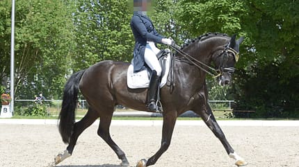 CAVALLO Themenschwerpunkt Ausbildungsskala Themenschwerpunkt Ausbildungsskala