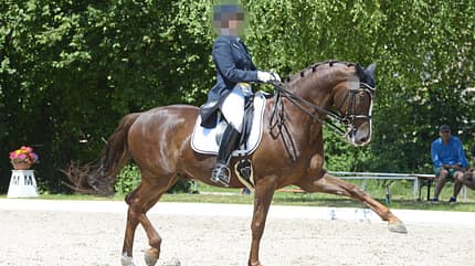 CAVALLO Themenschwerpunkt Ausbildungsskala Themenschwerpunkt Ausbildungsskala