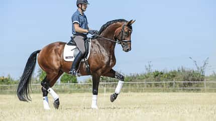 CAVALLO Themenschwerpunkt Ausbildungsskala Themenschwerpunkt Ausbildungsskala