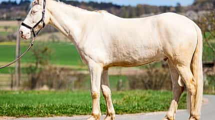 CAVALLO Tragkraft-Training Tragkraft-Training