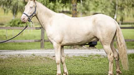 CAVALLO Tragkraft-Training Tragkraft-Training