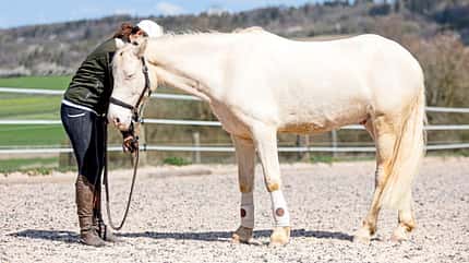 CAVALLO Tragkraft-Training Tragkraft-Training