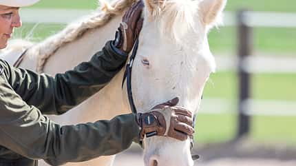 CAVALLO Tragkraft-Training Tragkraft-Training