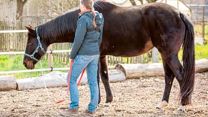 CAVALLO Trust Technique Trust Technique