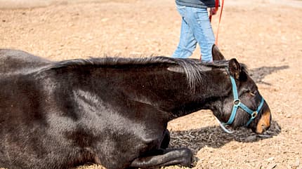 CAVALLO Trust Technique Trust Technique