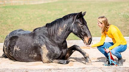 CAVALLO Trust Technique Trust Technique