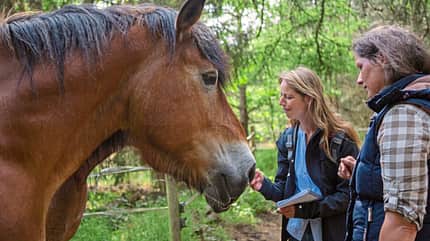 CAVALLO Report Waldfarmliebe Report Waldfarmliebe