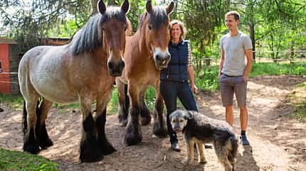 CAVALLO Report Waldfarmliebe Report Waldfarmliebe