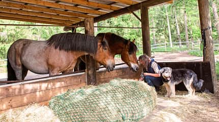 CAVALLO Report Waldfarmliebe Report Waldfarmliebe