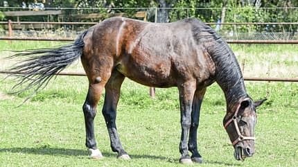 CAVALLO Medizin-Kompendium Weidehusten Medizin-Kompendium Weidehusten