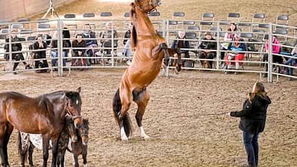 CAVALLO Kursbesuch bei Magali Delgado und Frédéric Pignon Kursbesuch bei Magali Delgado und Frédéric Pignon