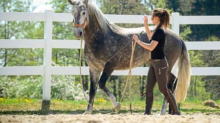 CAVALLO Notstopp reiten Notstopp reiten