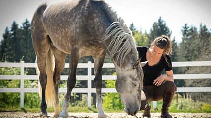 CAVALLO Notstopp reiten Notstopp reiten