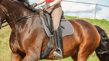 CAVALLO Ausbildungsskala Takt Ausbildungsskala Takt