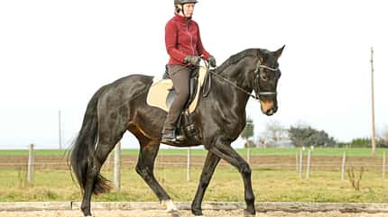 CAVALLO Ausbildungsskala Takt Ausbildungsskala Takt