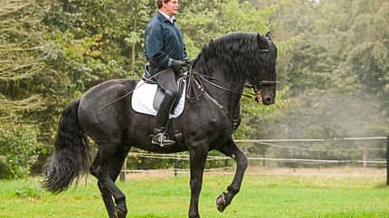 CAVALLO Ausbildungsskala Takt Ausbildungsskala Takt