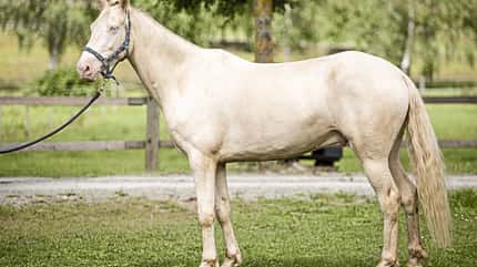 CAVALLO Serie Tragkraft-Training Serie Tragkraft-Training