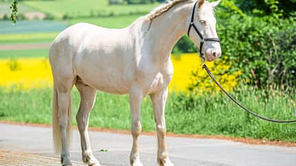 CAVALLO Serie Tragkraft-Training Serie Tragkraft-Training