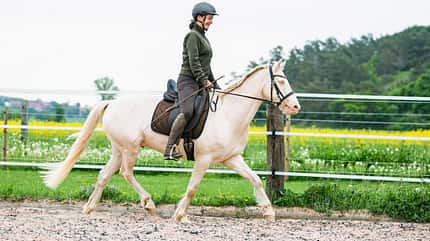 CAVALLO Serie Tragkraft-Training Serie Tragkraft-Training
