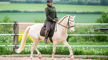 CAVALLO Serie Tragkraft-Training Serie Tragkraft-Training