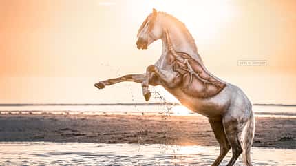 Pferd mit aufgemalter Lunge steigt Pferd mit aufgemalter Lunge steigt