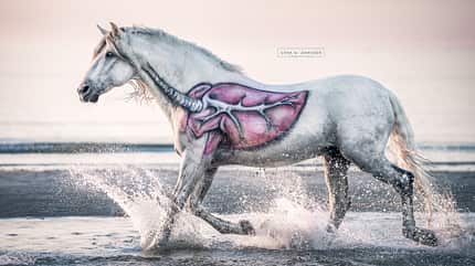 Pferd mit aufgemalter Lunge trabt durchs Wasser Pferd mit aufgemalter Lunge trabt durchs Wasser