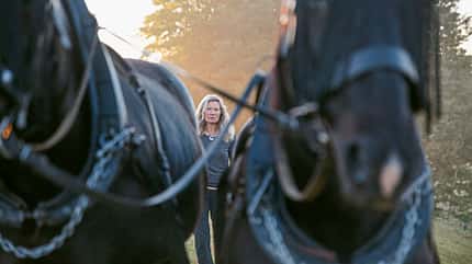 Schwere Warmblüter