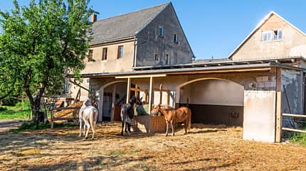 Schwere Warmblüter