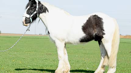 CAVALLO Pferdefiguren-Quiz Pferdefiguren-Quiz