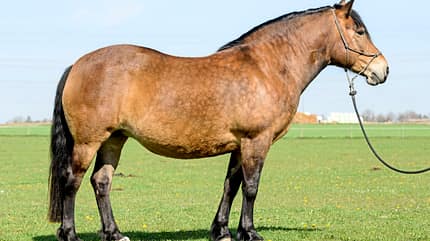 CAVALLO Pferdefiguren-Quiz Pferdefiguren-Quiz