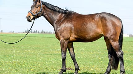 CAVALLO Pferdefiguren-Quiz Pferdefiguren-Quiz