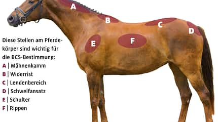 CAVALLO Pferdefiguren-Quiz Pferdefiguren-Quiz
