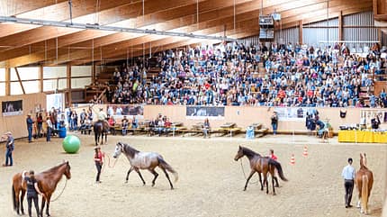 Natural Horsemanship mit Pat Parelli