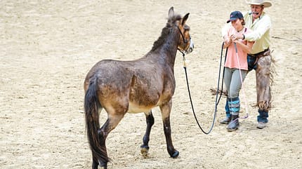 Natural Horsemanship mit Pat Parelli