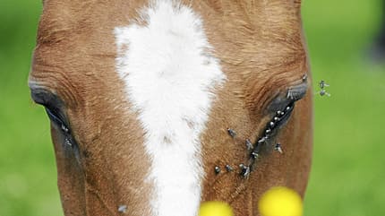 CAVALLO Dossier Klimawandel Dossier Klimawandel