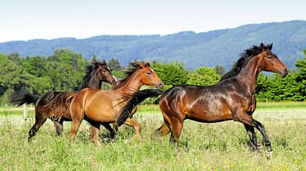 CAVALLO Dossier Klimawandel Dossier Klimawandel