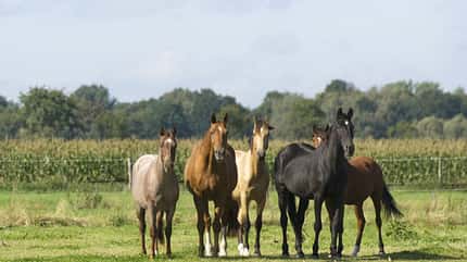 CAVALLO Dossier Klimawandel Dossier Klimawandel