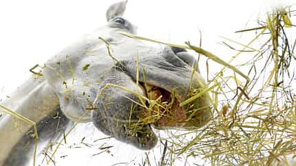 CAVALLO Fütterungsspezial bei Stoffwechselkrankheiten Fütterungsspezial bei Stoffwechselkrankheiten