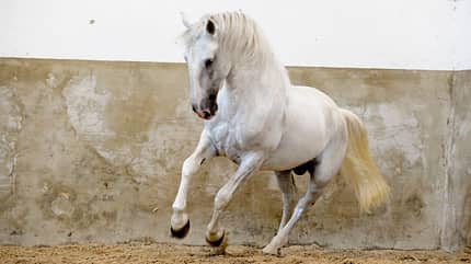 CAVALLO TSP Schulterkontrolle TSP Schulterkontrolle