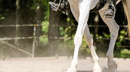 CAVALLO TSP Schulterkontrolle TSP Schulterkontrolle