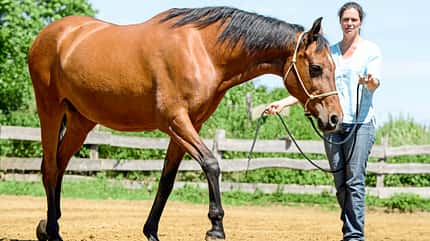 CAVALLO TSP Schulterkontrolle TSP Schulterkontrolle