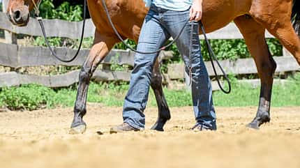 CAVALLO TSP Schulterkontrolle TSP Schulterkontrolle