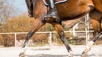 CAVALLO TSP Schulterkontrolle TSP Schulterkontrolle