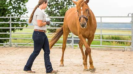 CAVALLO TSP Schulterkontrolle TSP Schulterkontrolle