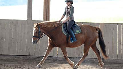 CAVALLO Ausbildungsskala Anlehnung Ausbildungsskala Anlehnung
