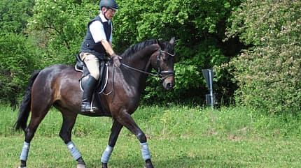 CAVALLO Ausbildungsskala Anlehnung Ausbildungsskala Anlehnung