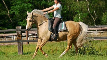 CAVALLO Ausbildungsskala Anlehnung Ausbildungsskala Anlehnung