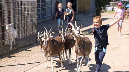 CAVALLO Unsere kleine Arche Hof Rocholl Unsere kleine Arche Hof Rocholl